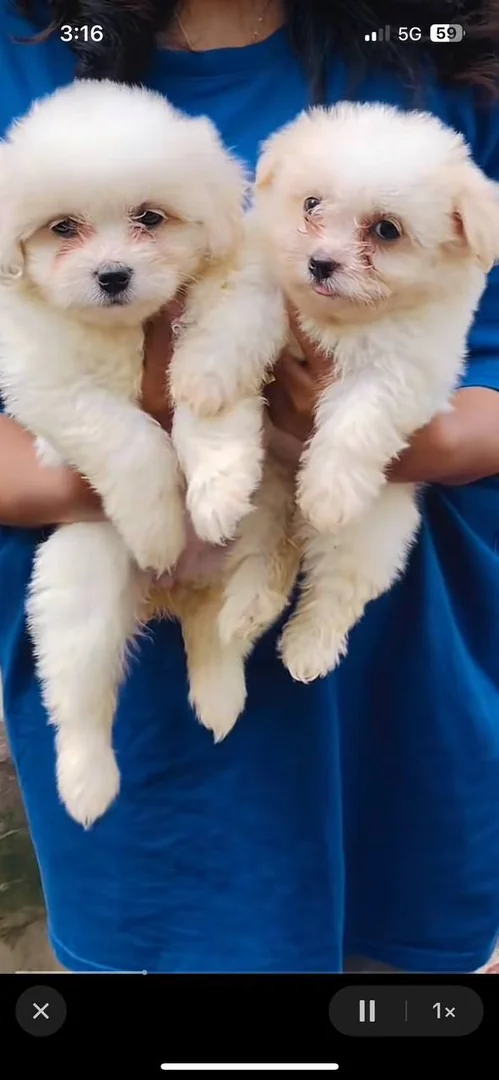 Beautiful Fluffy Salon Dog For Sale