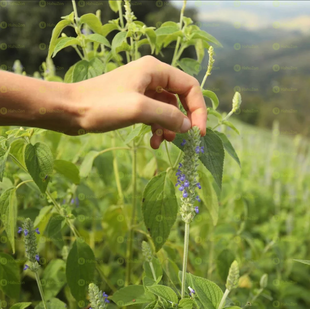 ayorga Organic Chia Seeds