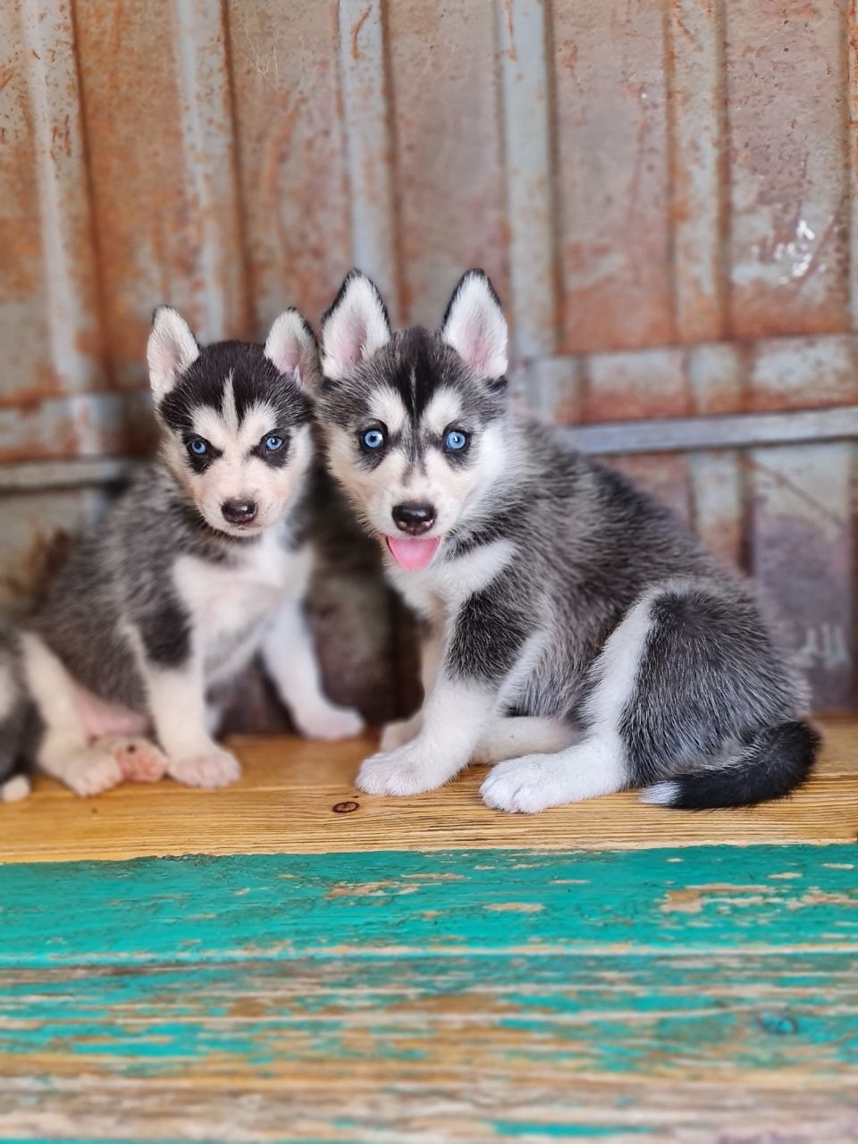 SHEGER_PETLAND's Store
