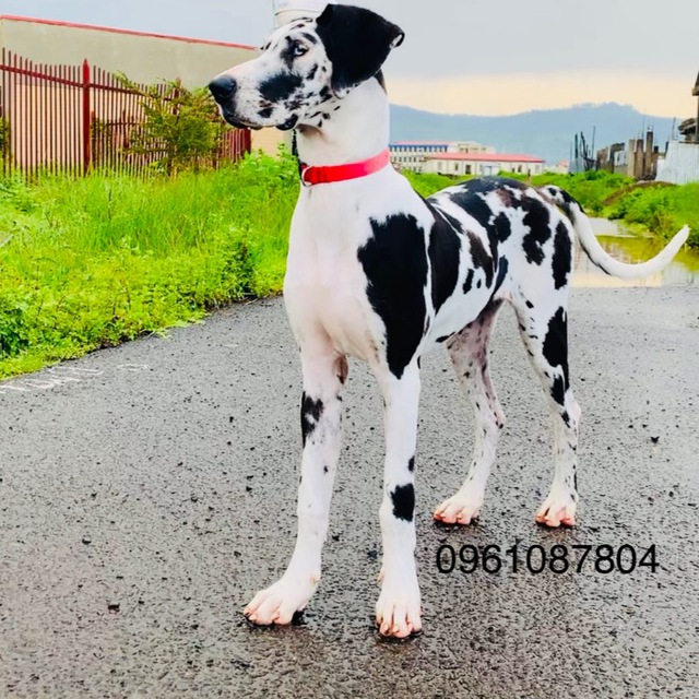 SHEGER_PETLAND's Store